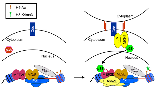 Mapk Signaling