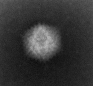 adenovirus