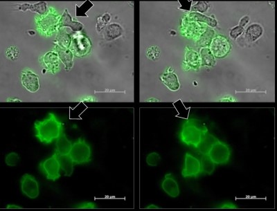 microscopic image of cells