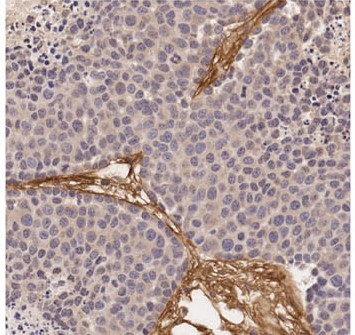 microscopic image of tissues