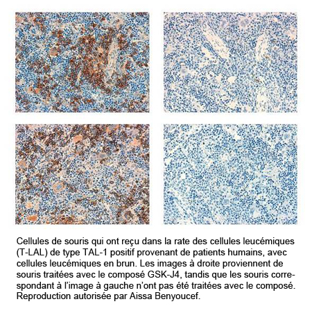 image de l'intérieur d'une rate de souris