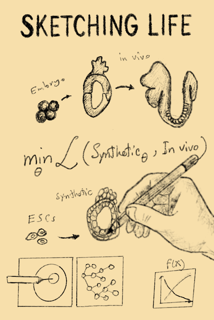 A hand-drawn sketch shows stem cells, an embryo, equations and graphs