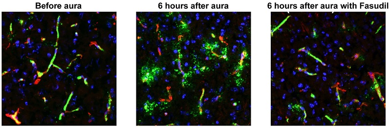 microscopic image of cells