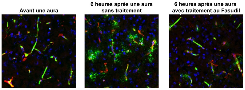 image microscopique de cellules