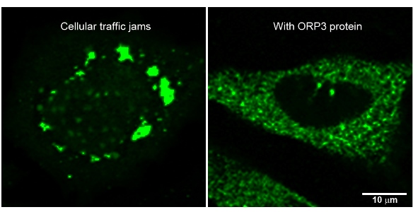 image of the inside of a cell