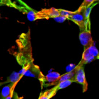  microscopic images of cells in various colours