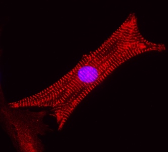 microscopic image of a cell