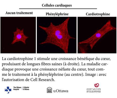 cellules du muscle cardiaque