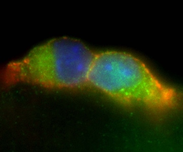 image microscopique de cellules