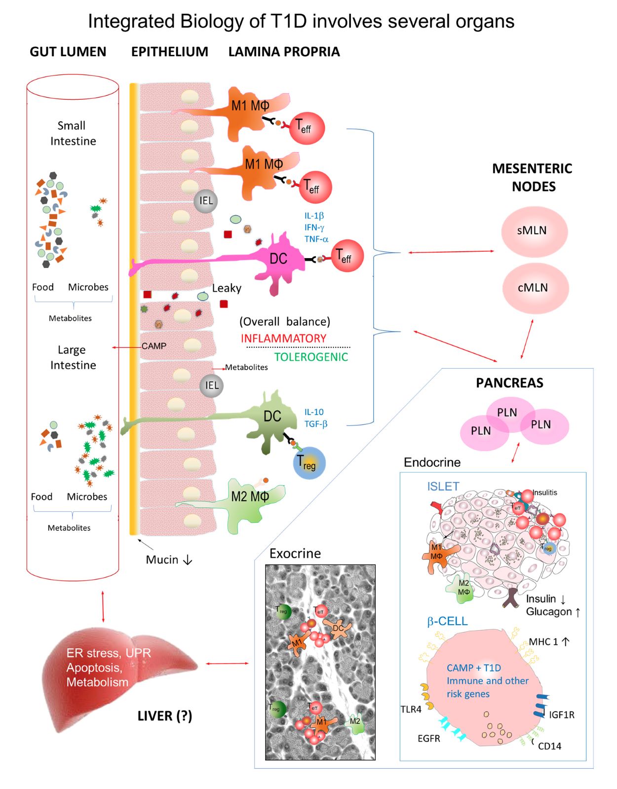 scientific illustration of a biological process