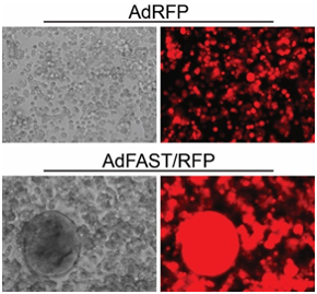 microscopic image of biological samples
