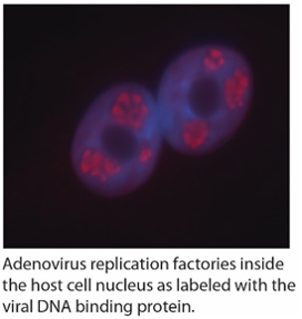 microscopic image of biological samples