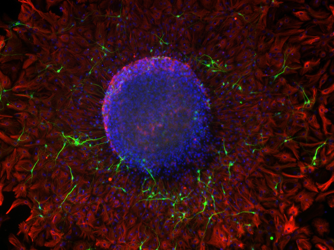 microscopic image of a cell(s)