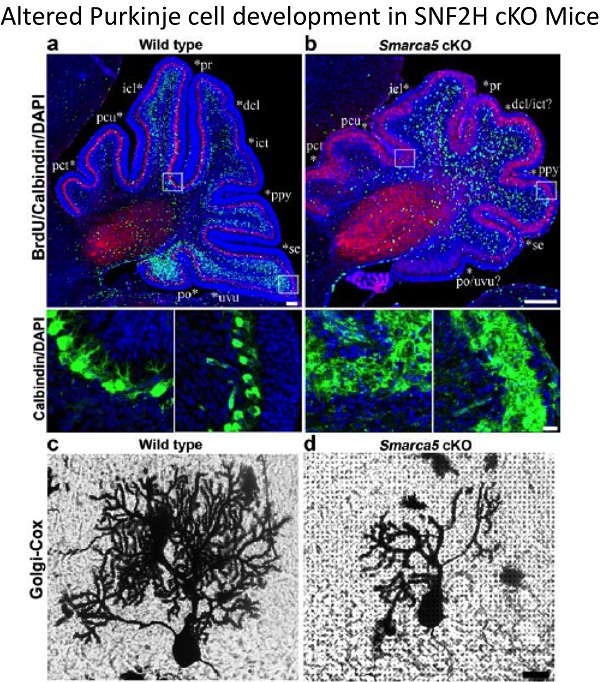 microscopic visualization of biological process