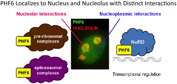diagram illustrating scientific process