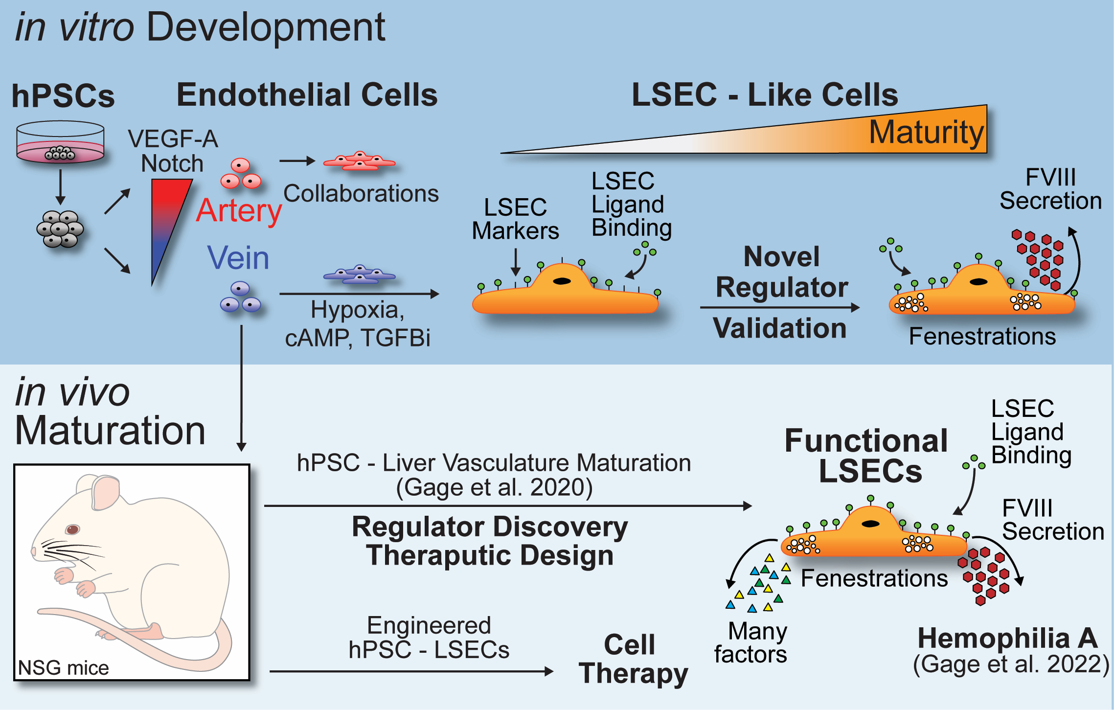 Diagram of a molecular biology experiment