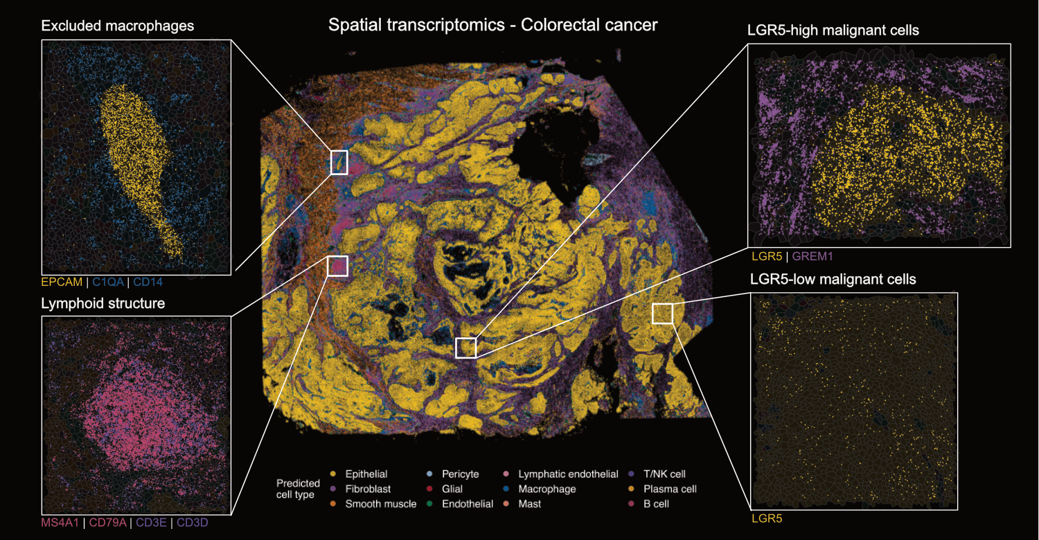 Scientific image of a biological sample
