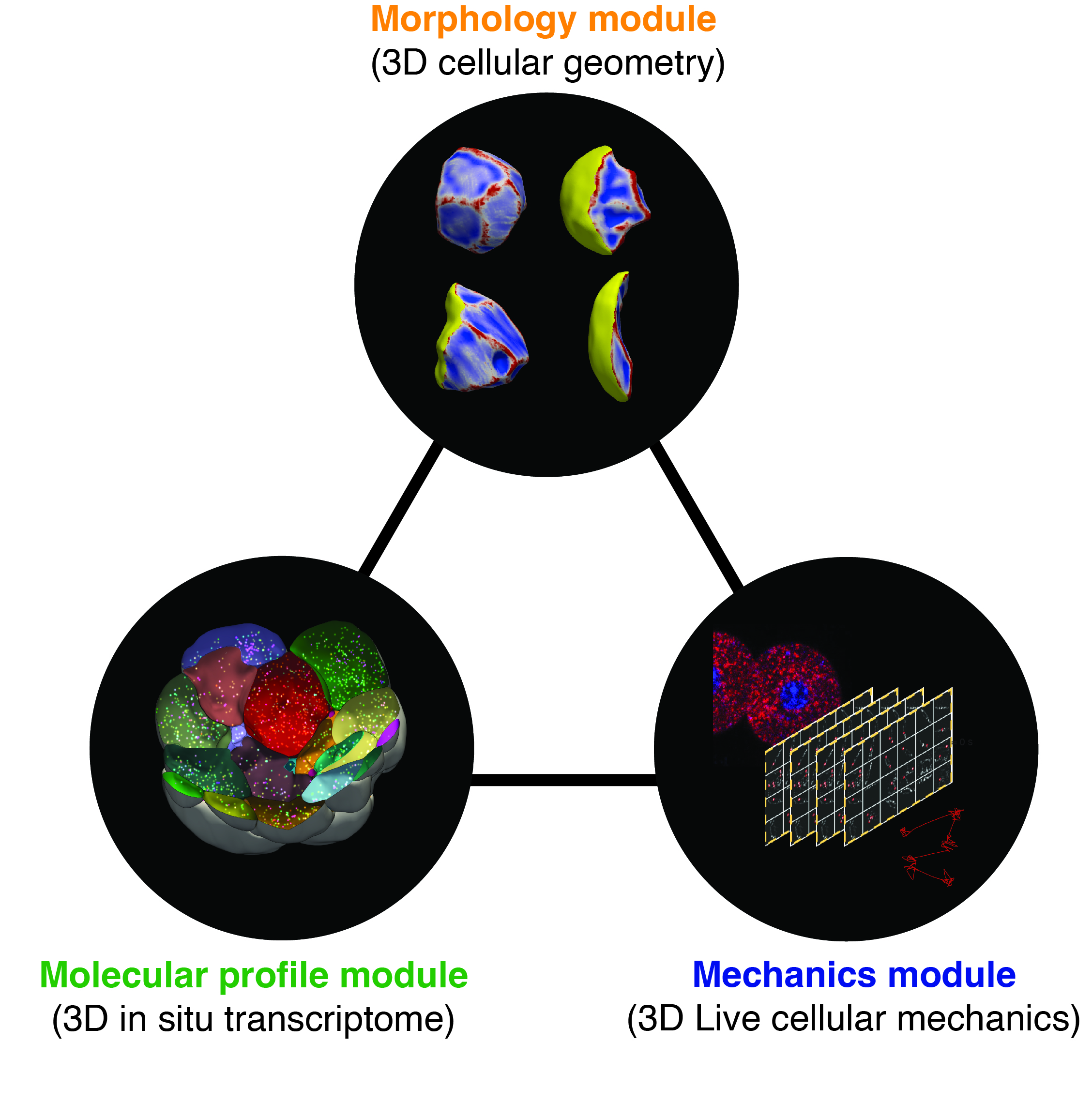 Morphology module - 3D cellular geometry