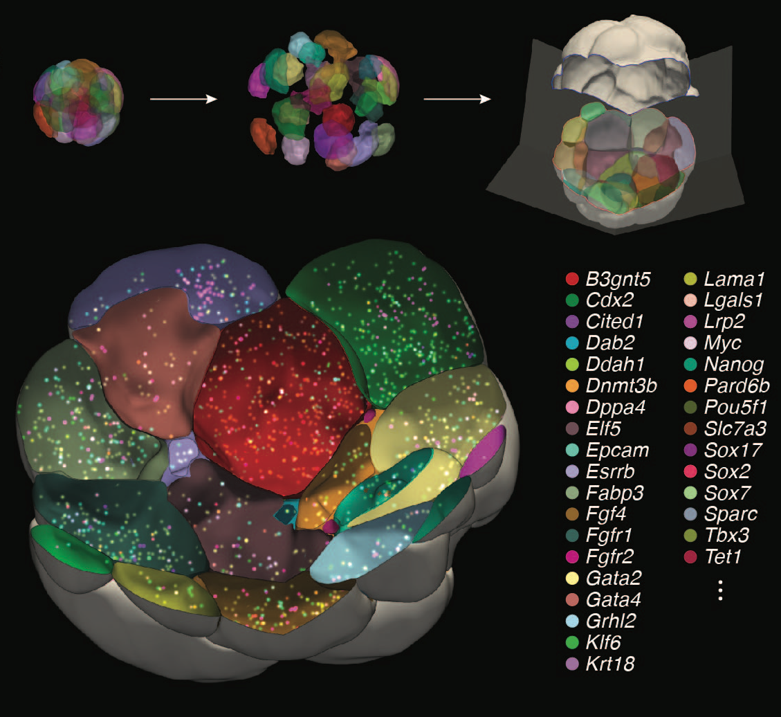3D Transcriptome