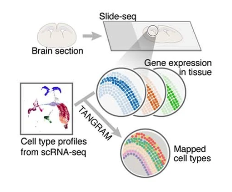 Spatial Transcriptomics