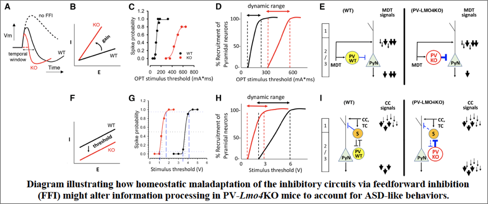 Diagram illustrating how homeostatic maladaptation of the inhibitory circuits via feedforward inhibition (FFI) might later information processing in PV-Lmo4KO mice to account for ASD-like behaviors