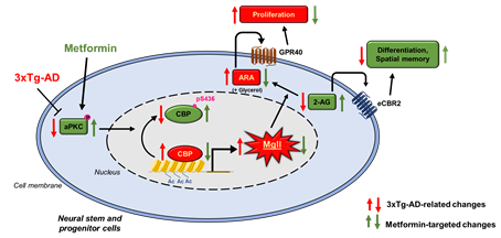 Technical diagram of molecular control of lipid metabolism in brain aging