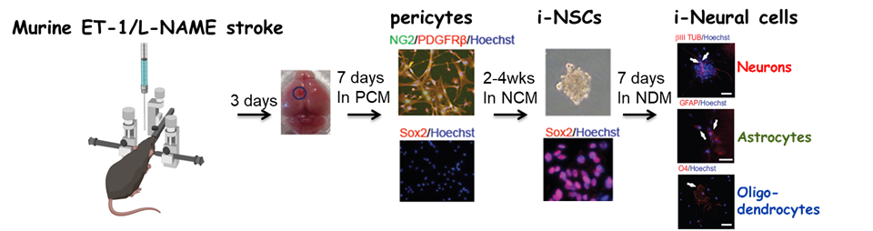 Diagram of targeting in vivo cellular reprogramming for post-stroke neural regeneration and recovery