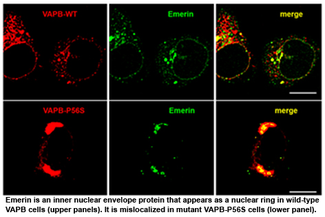 microscopic image of biological structure