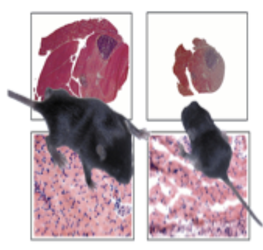 This mural depicts the post natal growth of transgenic mice with the caspase 3 gene removed. Loss of caspase 3 leads to dramatic reduction in body mass, with attenuated skeletal muscle growth (top panels) and disorganized muscle structure (bottom panels)