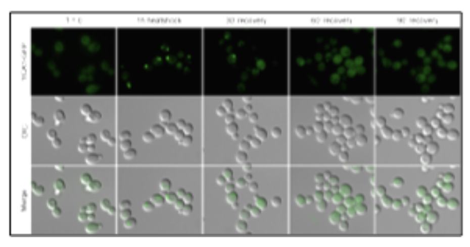 This photo montage displays the subcellular localization of green fluorescent protein tagged yeast metacaspase (yca1)to protein aggregates during heat stress.