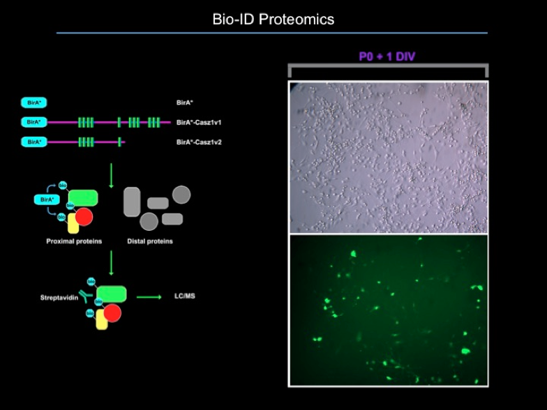 We perform Bio-ID on primary retinal cultures, as well as co-IP/MS on tissue