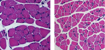 microscopic view of a biological structure