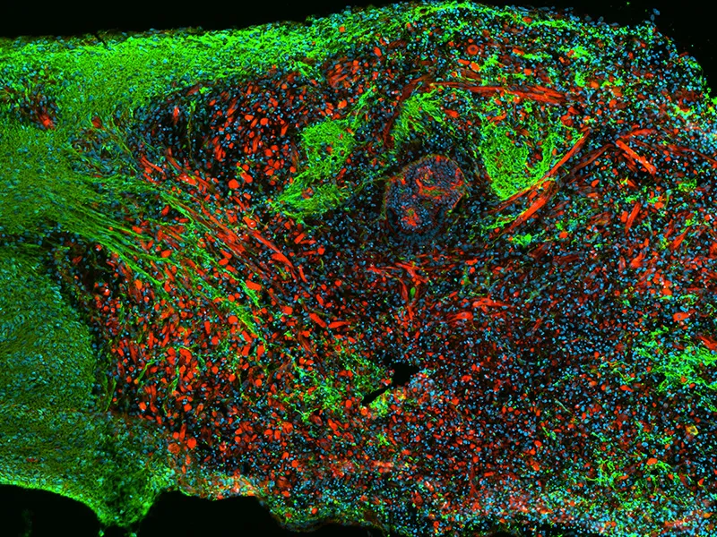 Green and red cells growing together in a lab dish