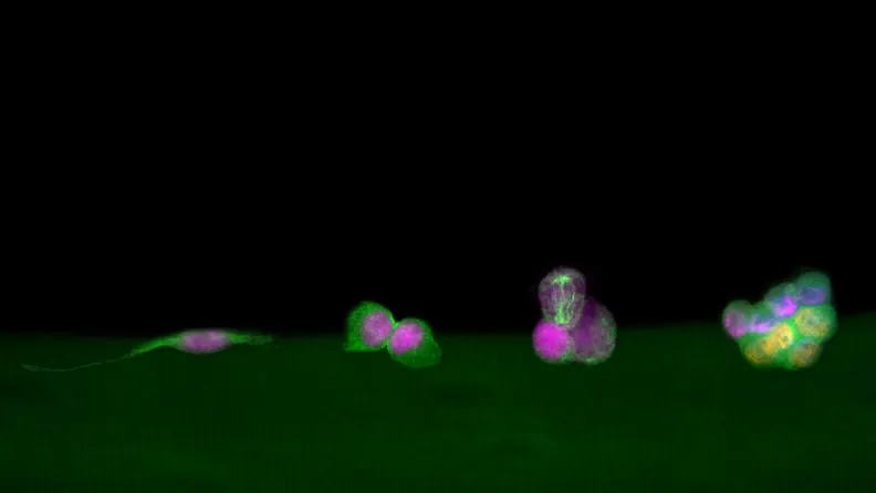 Les cellules souches musculaires et les progéniteurs myogéniques ont été colorés en différentes couleurs.