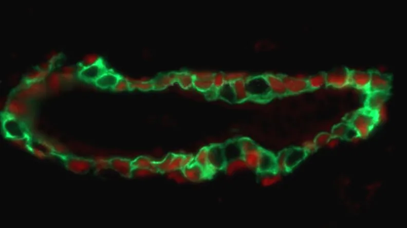 Mouse mammary gland viewed under a microscope