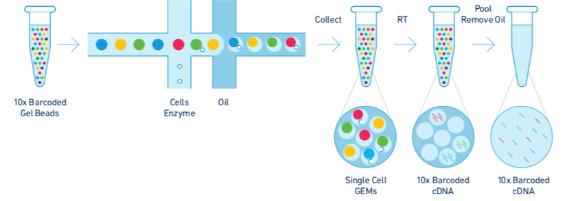 Chromium Single Cell 3’ Solution